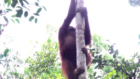 wild orangutan climbs a tree in the borneo jungle.