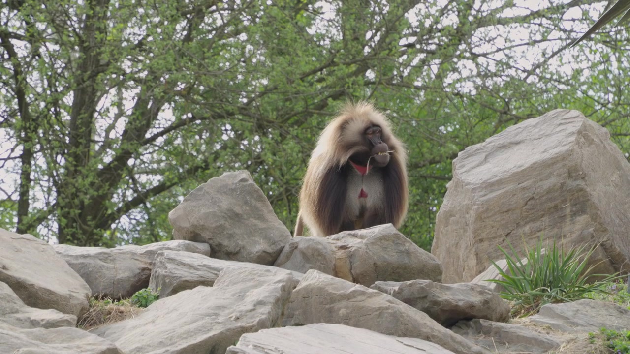 Maschio di babbuino Gelada seduto su una roccia mentre mangia