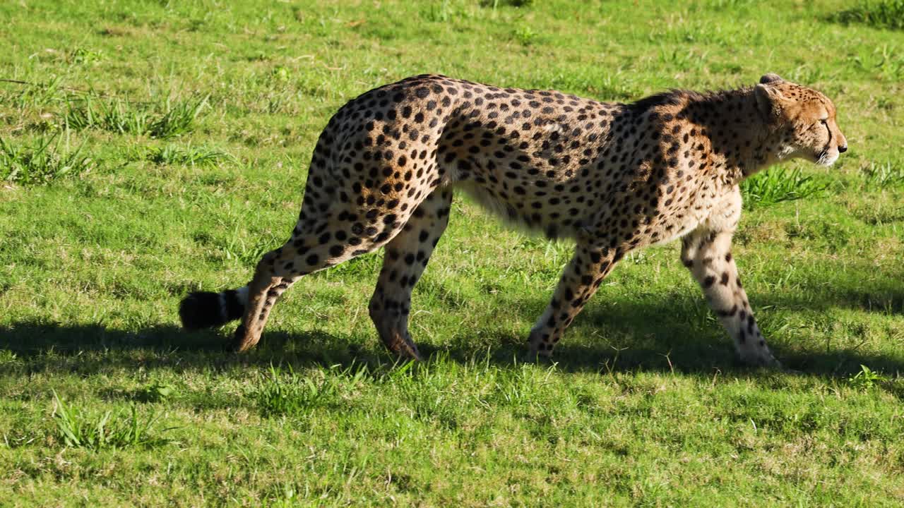 개방 된 초원 에서 우아 하게 고 있는 치타
