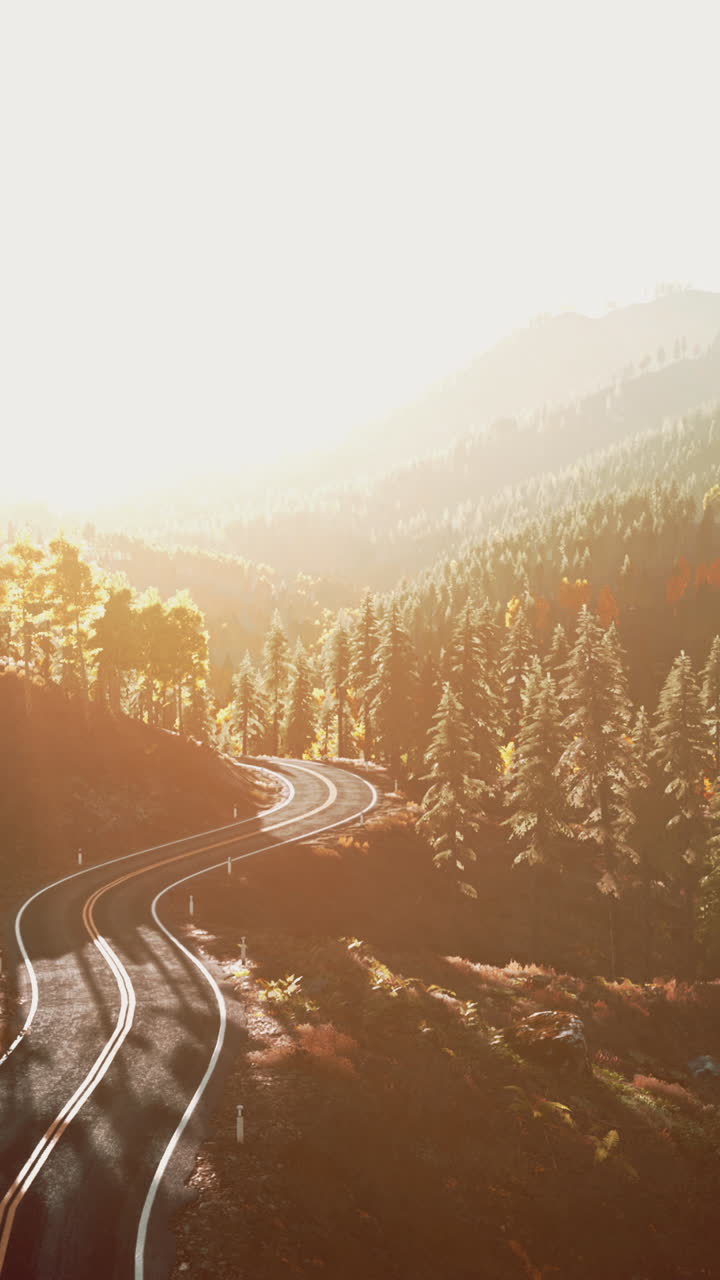 un camino iluminado por el sol a través de un bosque