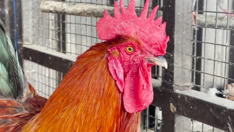 close up of brown cockerel in cage