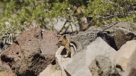 Eichhörnchen-Auf-Bergklippe-Mit-Bäumen-Im-Hintergrund