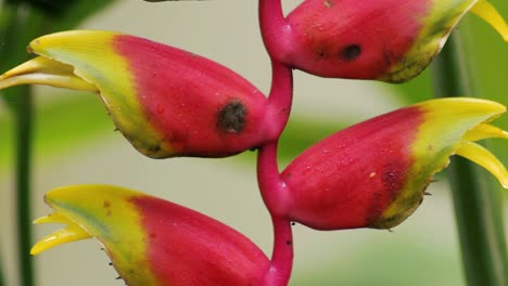 Close-up-shot-of-lobster-claw-flower-or-false-bird-of-paradise-flower-with-black-ants-crawling-around