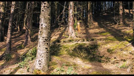 view of beautiful forest