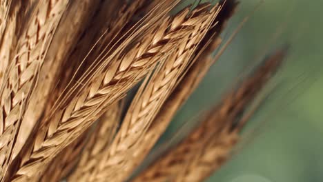 primer plano de algunas espigas de trigo maduras de una cosecha dorada lista para cosechar, filmada en macro