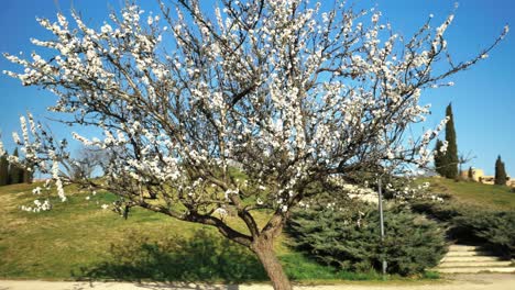 Ein-Mandelbaum-In-Einem-Park-In-Der-Stadt