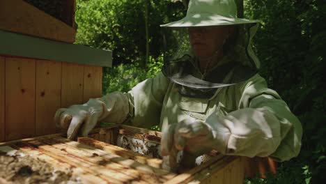 beekeeper placing brood frame into box at apiary bee yard