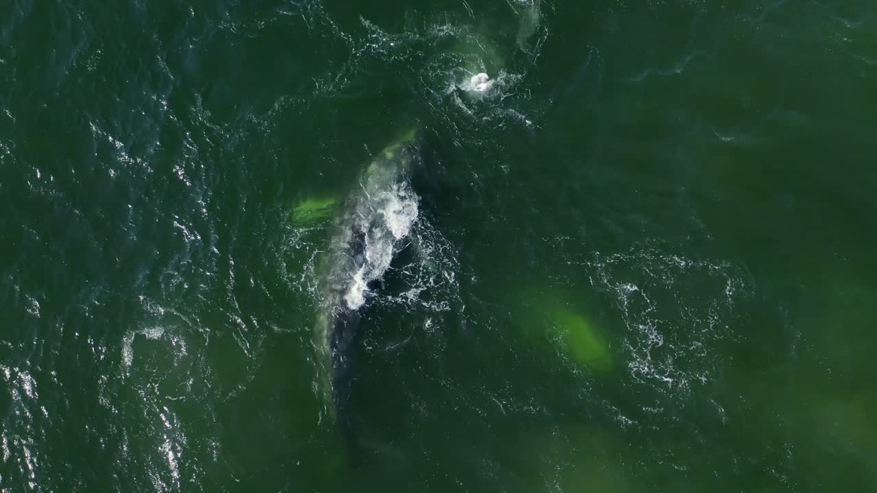 미국 캘리포니아주 말리부 연안의 포인트 덤에 의한 혹등고래의 공중 4k 영상