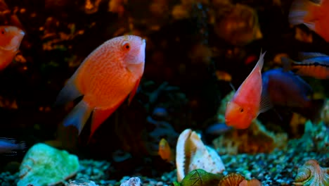 exotic fishes in an aquarium