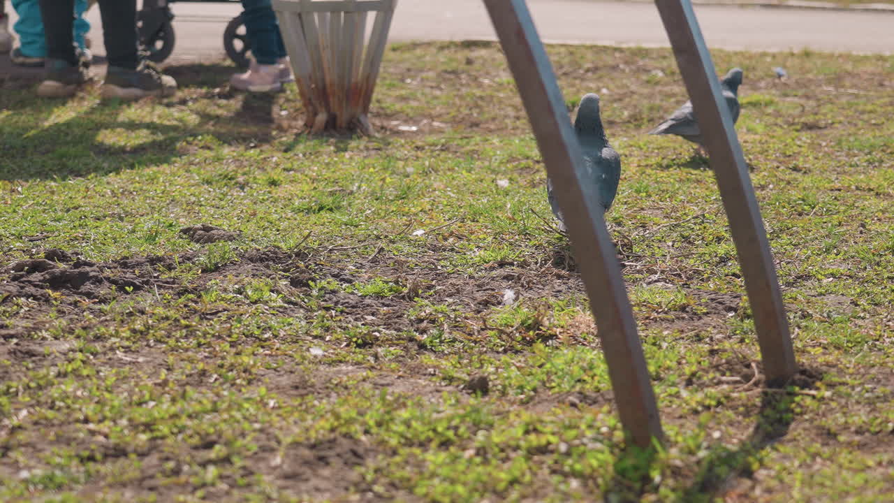 Close up of pigeons walking on grassy patch with scattered soil while people stand in background under bright daylight creating urban park wildlife interaction scene