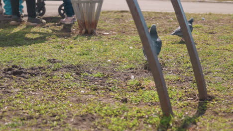 close up of pigeons walking on grassy patch with scattered soil while people stand in background under bright daylight creating urban park wildlife interaction scene