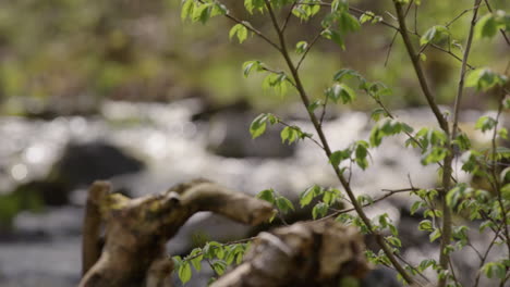 Natur---Zweige-Neben-Einem-Bach-In-Schweden,-Zeitlupenfokus,-Mittlere-Aufnahme