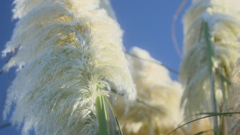 grass fronds moving in the breeze closeup