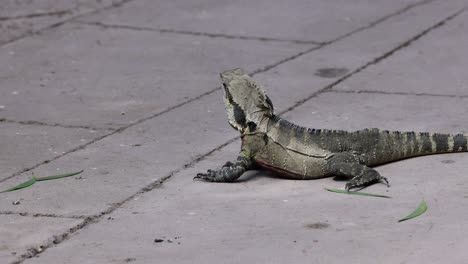 iguana resting and moving on a tiled floor