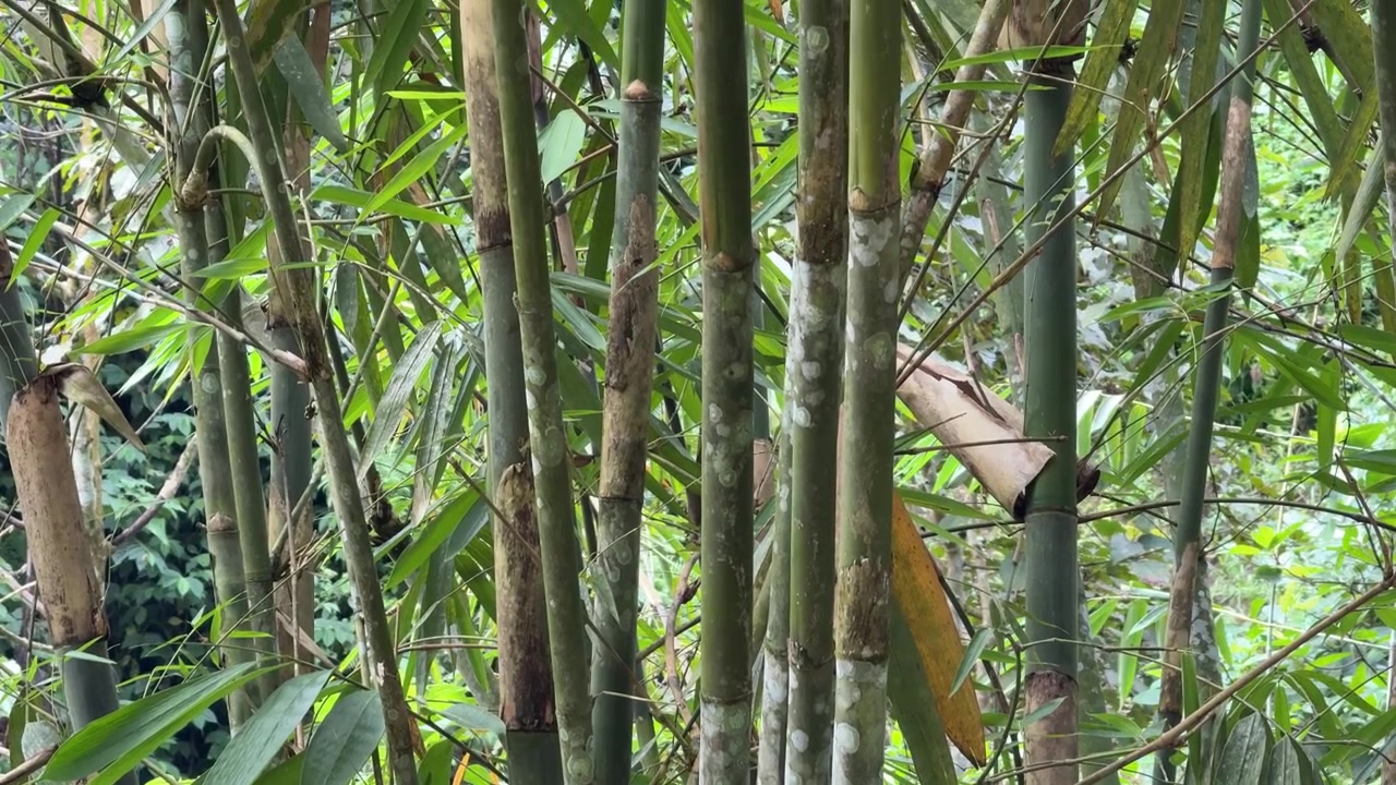 Primo piano di fusti di bambù in una lussureggiante foresta tropicale