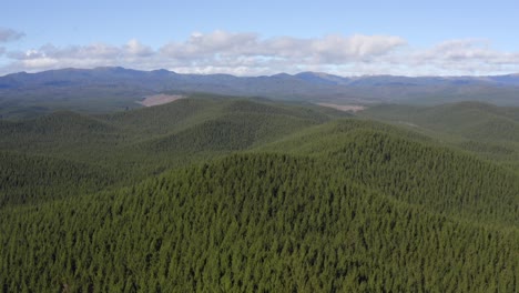 Flowing-hills-covered-in-endless-evergreen-pine-forest,-forestry-New-Zealand