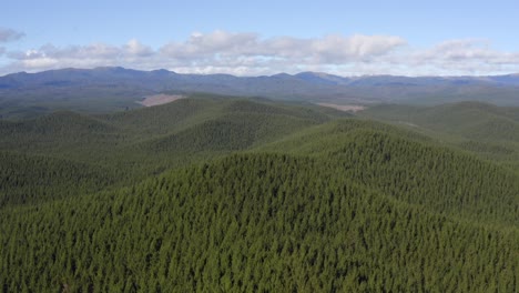 flowing hills covered in endless evergreen pine forest, forestry new zealand