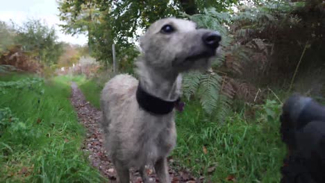 Cute-Lurcher-following-camera-in-slow-motion