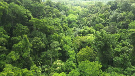 aerial over heavy tropical jungle growth near huay to waterfall, krabi, thailand