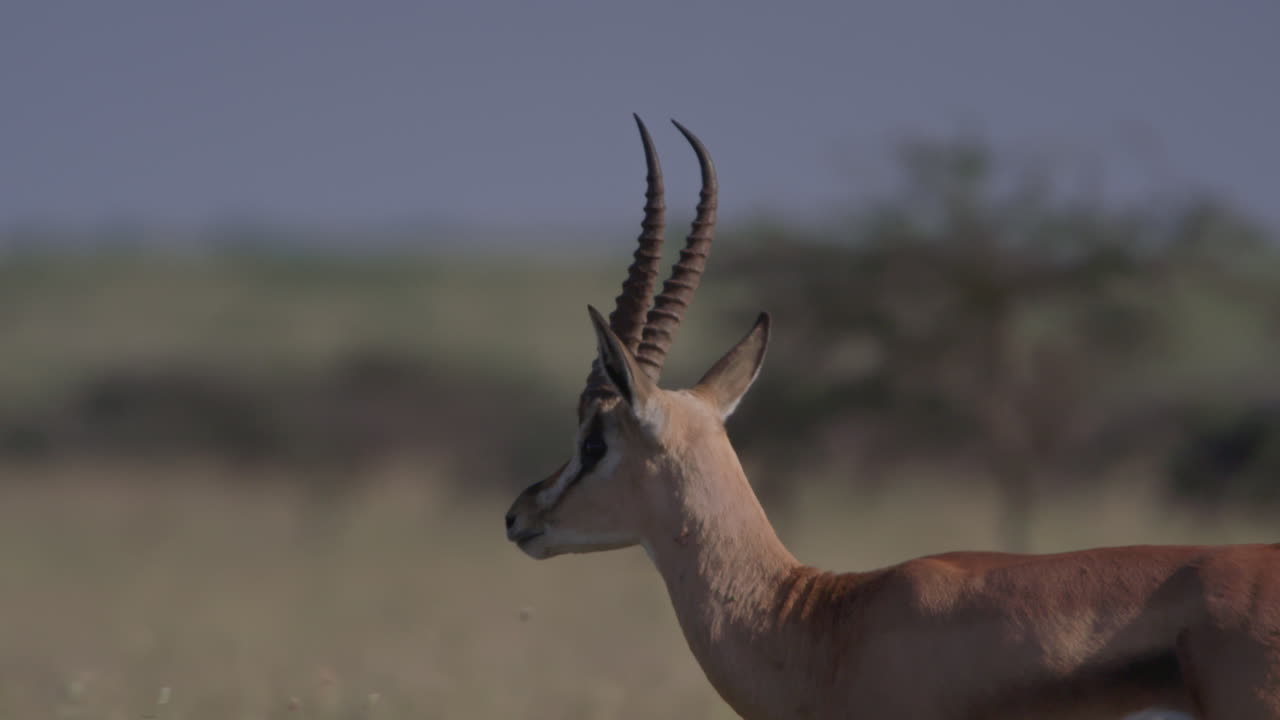 Gros plan de profil d'un springbok debout dans la savane africaine.