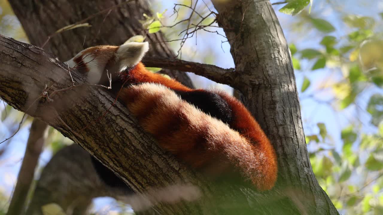 나무 가지 에 은 여우 가 고 있다