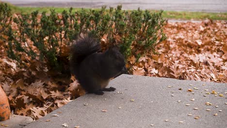 a black squirrel munches on a pumpkin seed in late autumn 2020