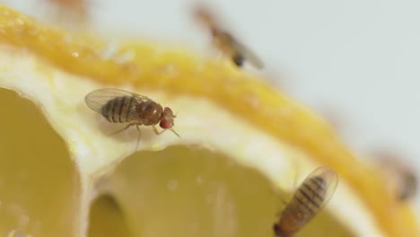 extreme closeup fruit fly cleaning while sitting on a lemon