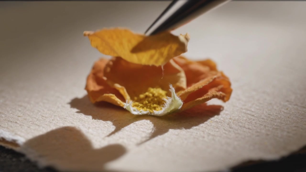 近づくペンの先端が、クリーム色のデックル紙の上の乾燥したオレンジ色の花びらを軽く押し、黄色い中心部を現す。