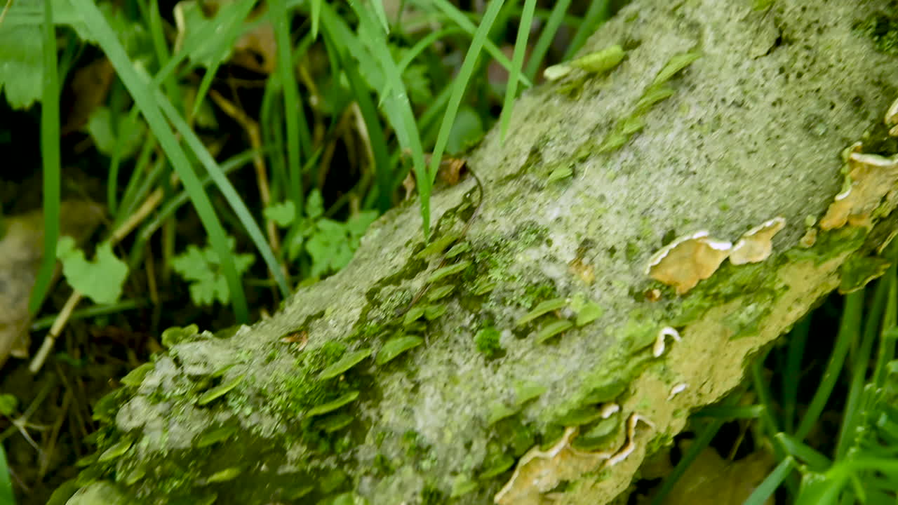 숲의 통나무에서 자라는 곰팡이