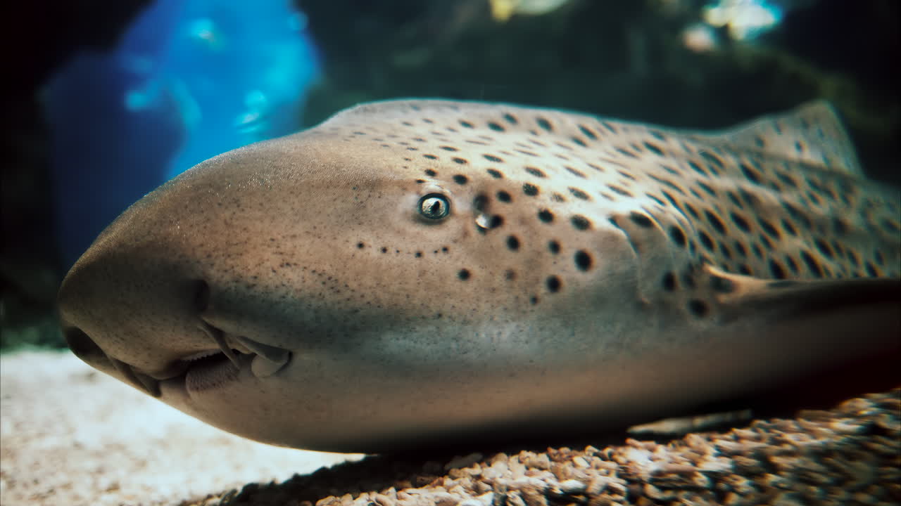 Close up of a zebra shark in the water