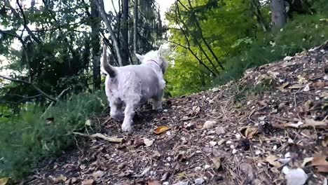 Hund-Im-Wald