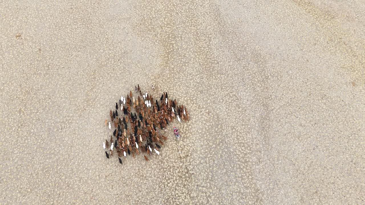 An overhead aerial shot tracks a Mongolian nomad on a motorcycle as he expertly guides herds of cattle, goats, and sheep across an expansive, remote desert landscape.