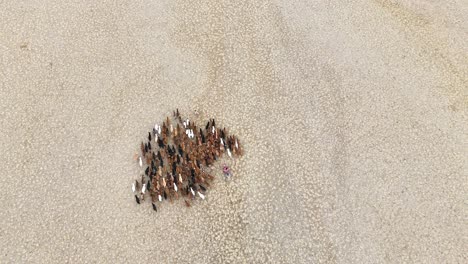 an overhead aerial shot tracks a mongolian nomad on a motorcycle as he expertly guides herds of cattle, goats, and sheep across an expansive, remote desert landscape.