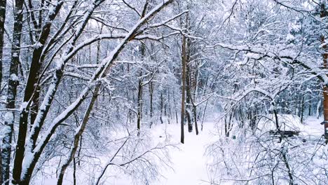 Verschneite-Äste-Im-Wald.-Wintermärchen-Hintergrund