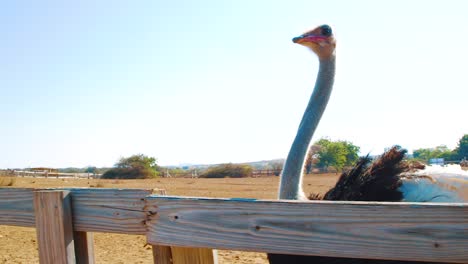 a beautiful, large ostrich walking by the fence - wide shot