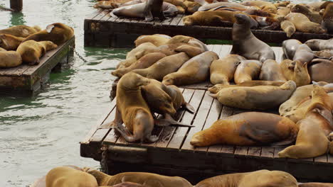 a sea lion playing with lots of cute friendly sea lions sleeping in slowmotion on the dock near the water at an harbor