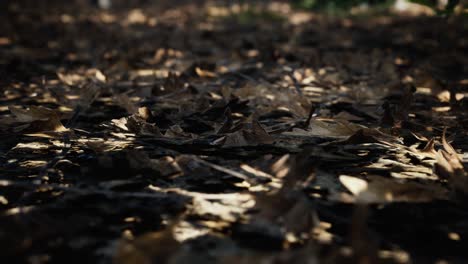 CGI-Rendering-Von-Trockenen,-Abgestorbenen-Blättern,-Die-Im-Ländlichen-Wald-Auf-Dem-Boden-Liegen,-Lichtstrahlen