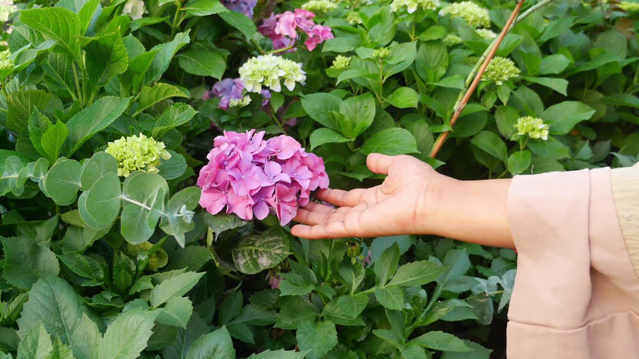 Hand touching a beautiful pink hydrangea flower in a garden
