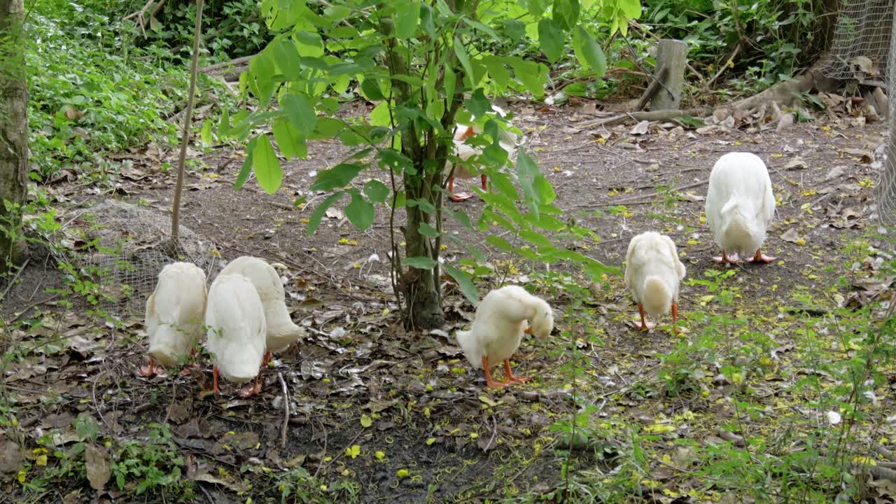 A serene scene of ducks foraging a vibrant forest showcasing nature's harmony.