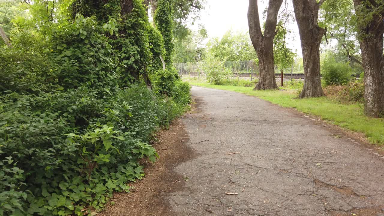 Walking POV, Action cam in Forested path, green trees, greenery, alone with nobody, no people