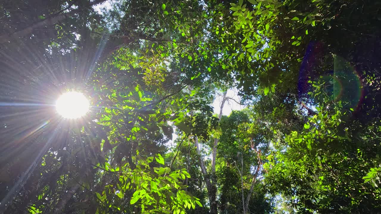Sunlight beams through lush green rainforest canopy