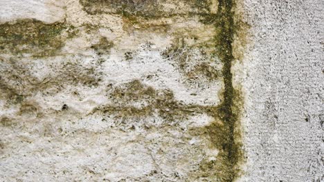 close-up texture of a weathered wall with moss