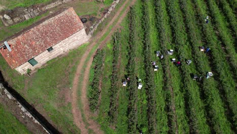 trabajadores recogiendo arándanos en la granja de arándanos 4k