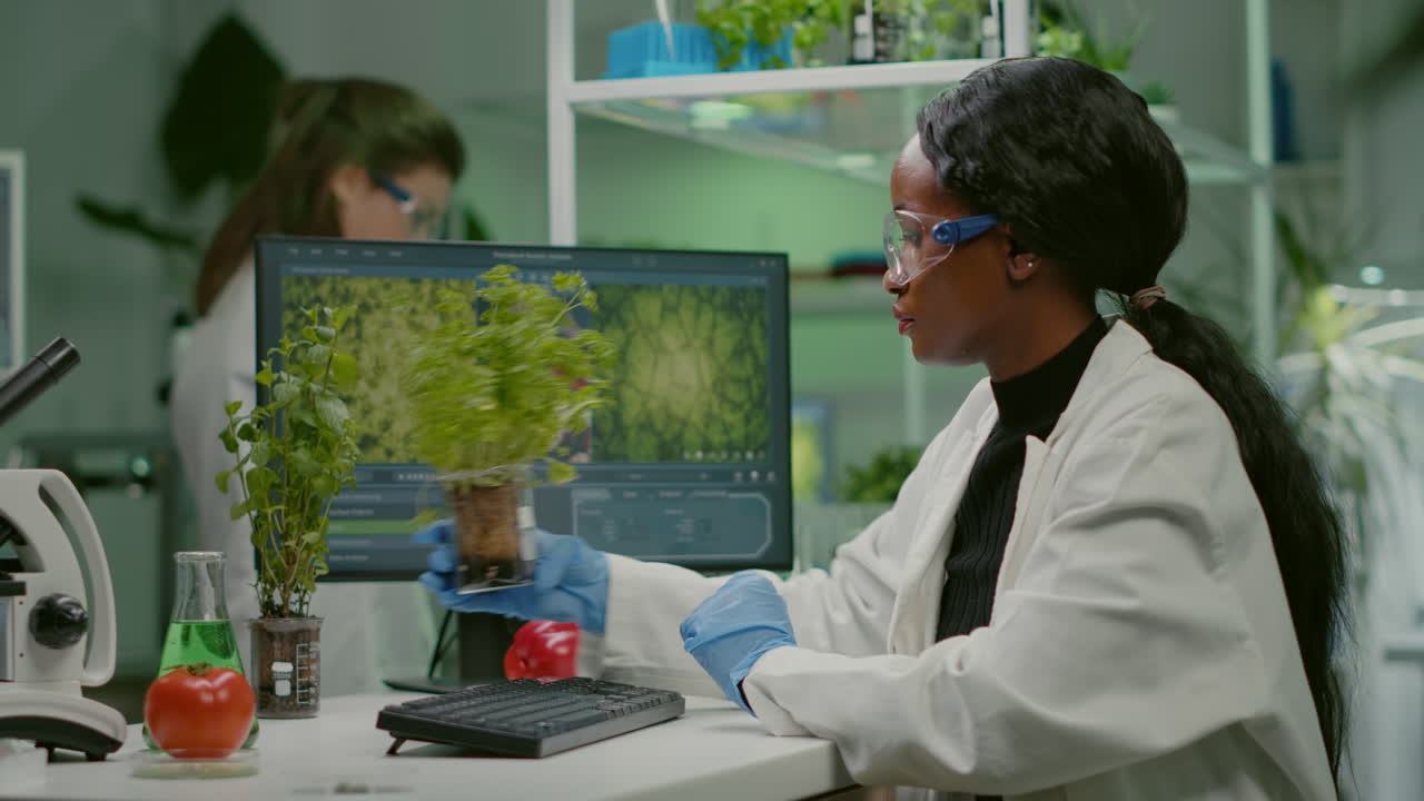 African woman researcher analyzing gmo of tomato and sapling