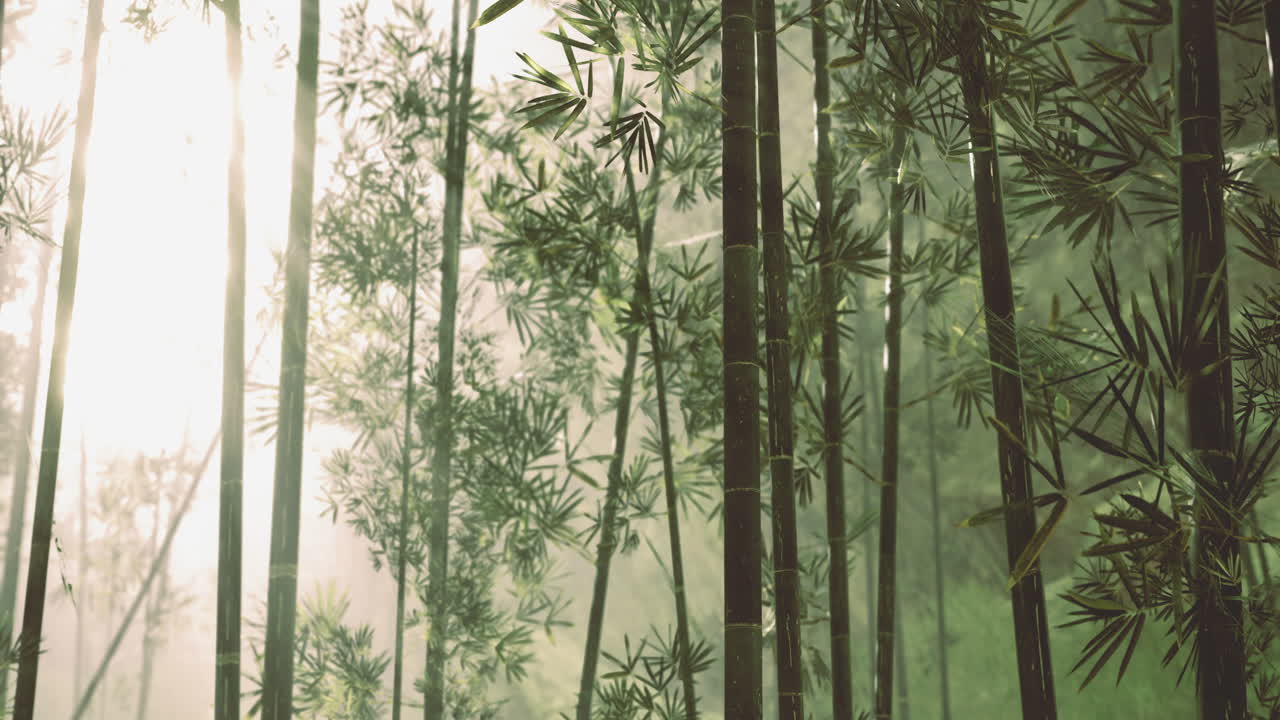 Sunlight filtering through dense bamboo forest creates tranquil atmosphere