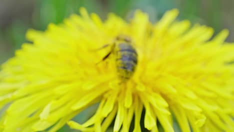 A-bee-flies-over-a-dandelion-flower-and-then-sucks-the-flower-essence