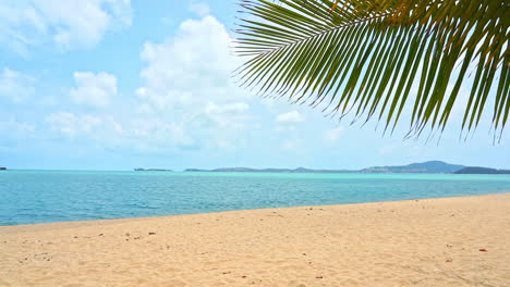 palm tree leaves waiving at beautiful tropical sunny beach