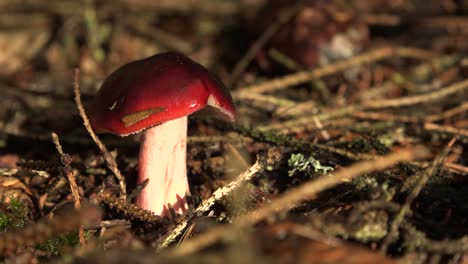 Hermosa-Seta-De-Otoño-Con-Cabeza-Roja