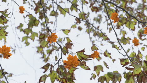 animación de hojas de otoño flotando contra la vista de los árboles y el cielo