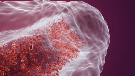 microscopic view of cells within a biological structure or blood vessel